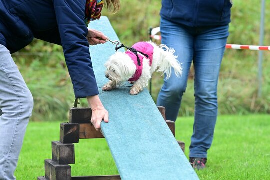Kleiner wei&szlig;er Hund auf einer Wippe
