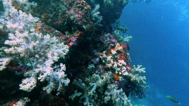 Hin Daeng, Thailand: Underwater footage of the colorful and beautiful coral reef in the Hin Daeng dive site in the Andaman sea near Koh Lanta in Thailand. 