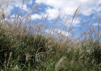 Autumn sky with clouds and silver grass, Iwate, Japan