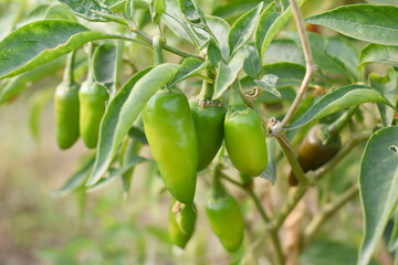 fresh green chili on plant closeup, chili plants in organic farming, Chilies closeup in field, Green chili plant in a farmer's field, Ripe green chili on a plant in Chakwal, Punjab, Pakistan
