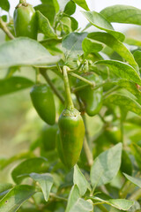 fresh green chili on plant closeup, chili plants in organic farming, Chilies closeup in field, Green chili plant in a farmer's field, Ripe green chili on a plant in Chakwal, Punjab, Pakistan