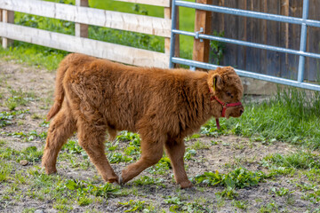 Cow and calf on the farm in the Alps. European farming on the green field of the mountain alpine scenic land. Happy and healthy cows producing milk from the alpine meadow green grass in summer