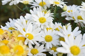 white Common daisy beautiful flowers with blur green background in garden, White beautiful daisies on a field in green grass, Oxeye daisy, Leucanthemum vulgare, Daisies, Dox-eye, Dog daisy in nature