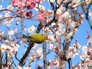 日本、神奈川県、梅の花とメジロ