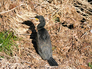 日本、枯れ葉の上で休むカワウ