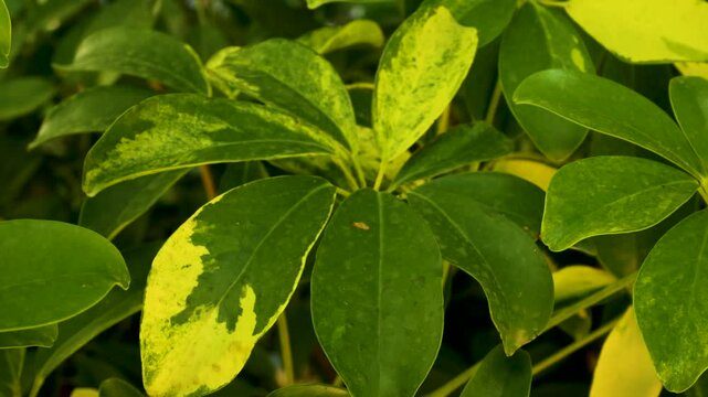The large leaves of the tropical schefflera plant sway in the wind in the Mediterranean country. Wildlife.