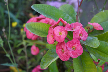 Fototapeta premium Close up of beautiful red Euphorbia milii, the crown of thorns, called Corona de Cristo. Crown of thorn flower. red Euphorbia milii flower in the garden, Blooming Euphorbia milii, bunch flowers shot