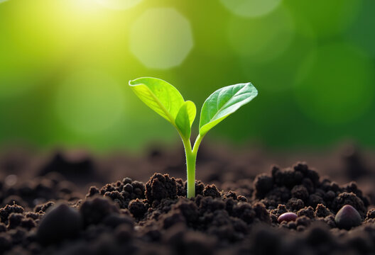 Fototapeta Close-up of a vibrant green seedling sprouting from rich soil, bathed in warm sunlight.  Perfect for nature, growth, and sustainability themes.