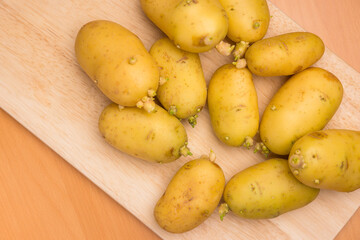 Healthy potatoes with fresh green sprouts growing