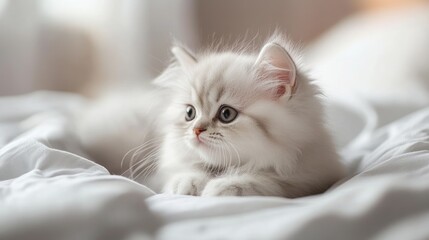 Fototapeta premium Chinchilla Persian kitten resting on the bed