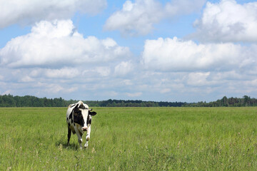 cow walks across a field on a sunny summer day. free grazing of cattle