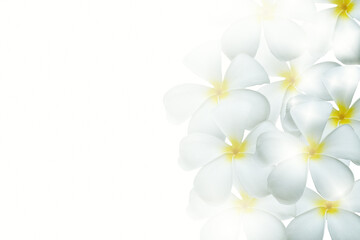Plumeria