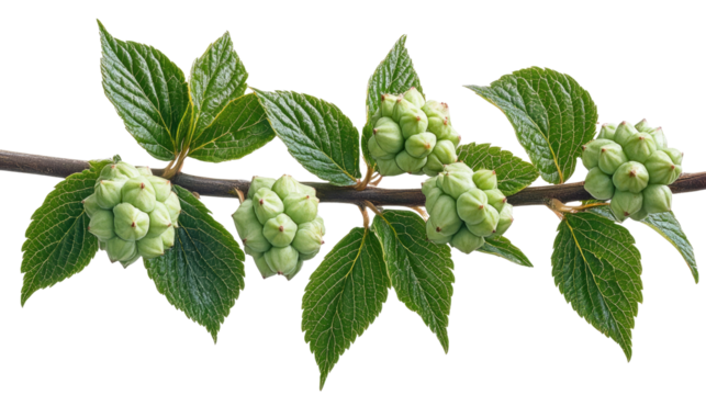 Emerald Sprig of Nature's Delights: A pristine view of a verdant branch, laden with young buds and vibrant leaves, signifying the start of life's cycles