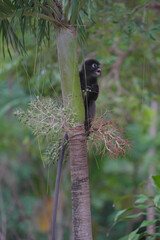Dusky Langur (Trachypithecus obscurus) on th plam tree
