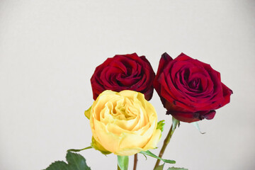 黄色と赤い薔薇