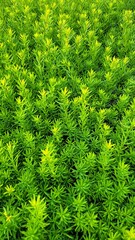 Lush green foliage showcasing intricate leaf patterns in a garden setting during daytime