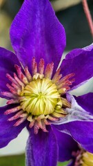 A striking purple flower displays its delicate petals and unique center, showcasing nature's beauty...