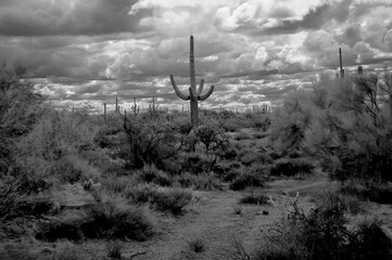 Sonora Desert Arizona in Infrared