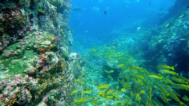 Richelieu Rock, Thailand: POV footage of the dramatic Richelieu Rock dive site underwater topography filled with canyon and tropical fishes in the Andaman sea near Khao Lak in Thailand. 