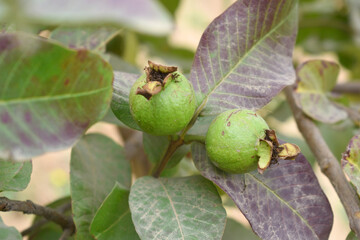 Guava fruit - Fresh guava fruit on a tree ready for harvest, close up guava fruit, Capture of guavas hanging on the tree's branch. Hanging guava fruit. Close up of Hanging fruits.