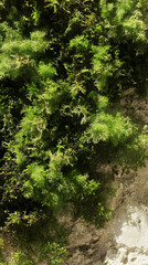 Lush green moss texture on a rock face, natural background, perfect for nature website or design