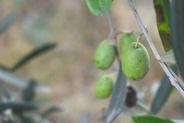 unripe green olives on tree closeup, Olive-tree branch with unripe green olives, olive tree...