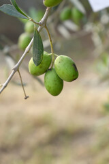 unripe green olives on tree closeup, Olive-tree branch with unripe green olives, olive tree plantation during harvest, unripe green olives on the tree with green leaves, Chakwal, Punjab, Pakistan