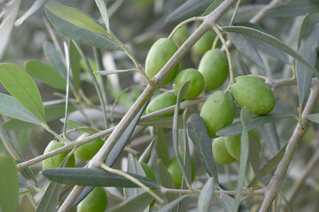 unripe green olives on tree closeup, Olive-tree branch with unripe green olives, olive tree...