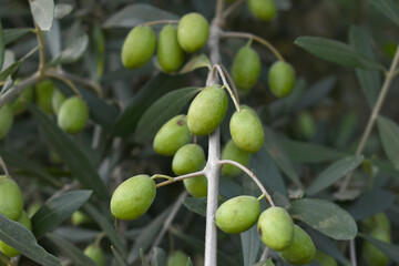unripe green olives on tree closeup, Olive-tree branch with unripe green olives, olive tree...
