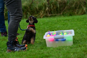 In der Hundeschule .Kleiner süßer Hund im Geschicklichkeits Parcours