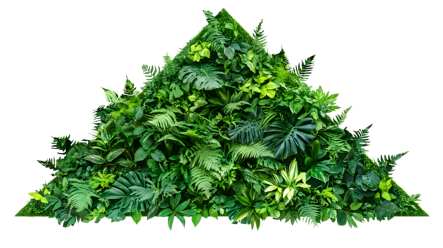 Triangle green garden wall from tropical plants,  transparent or isolated on white background.
