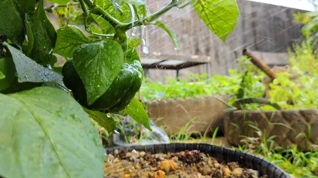 A close-up shot of fresh green peppers being watered with water droplets from a crop sprayer.
