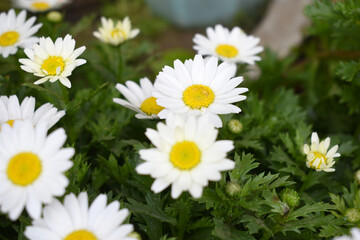white Common daisy beautiful flowers with blur green background in garden, White beautiful daisies on a field in green grass, Oxeye daisy, Leucanthemum vulgare, Daisies, Dox-eye, Dog daisy in nature