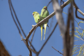 parrot, bird, green, animal, beak, parakeet, nature, wildlife, tropical, colorful, yellow, wild, feather, pet, exotic, branch, red, birds, amazon, avian, tree, fauna, feathers, macaw, blue