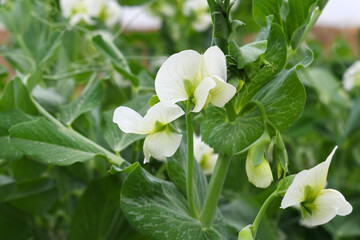 Flowering pea plant. White flowers closeup. Flower of pea plant close up. Natural green pea plants as spring background, peas plant flower closeup, peas blossom closeup white flower on vegetable plant