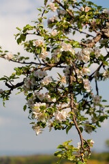 White apple blossoms bloom on a branch, spring awakening.