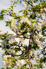 White apple blossoms bloom on a branch, spring awakening.