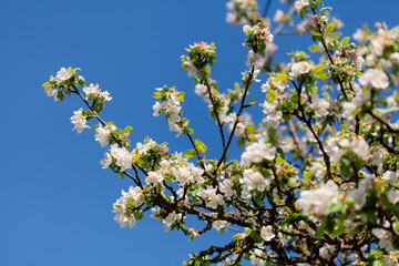 White apple blossoms bloom on a branch, spring awakening.