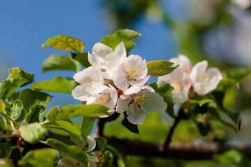 White apple blossoms bloom on a branch, spring awakening.