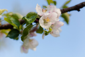 White apple blossoms bloom on a branch, spring awakening.