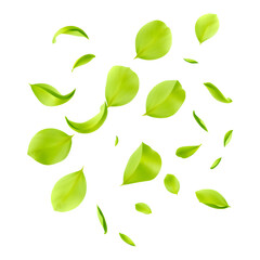 A collection of vibrant green leaves floating in the air, showcasing their natural shape and color.