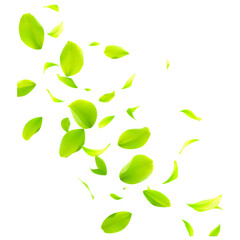 Falling green leaves create a dynamic and vibrant display, showcasing their fresh and lively appearance.