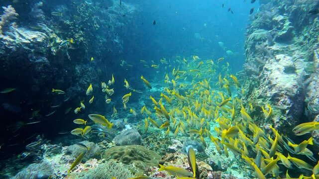 Richelieu Rock, Thailand: POV footage of the dramatic Richelieu Rock dive site underwater topography filled with canyon and tropical fishes in the Andaman sea near Khao Lak in Thailand. 
