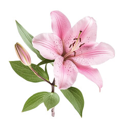 Naklejka premium Pink Lily Flower Bloom Nature Beauty Botanical Floral Petal Green Leaf,