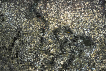 Many shells are stuck to the rocks.