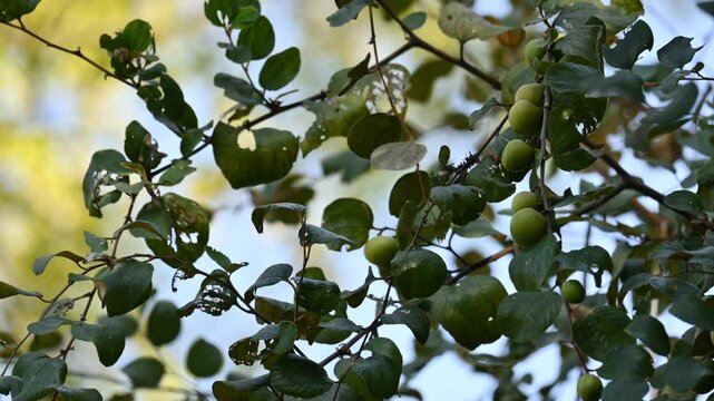 Ziziphus mauritiana fruits on thetree. Its common names &nbsp;Indian jujube, Indian plum, Chinese date, Chinee apple, ber and&nbsp;dunks. This is a&nbsp;tropical&nbsp;fruit tree species belonging to the family&nbsp;Rhamnaceae