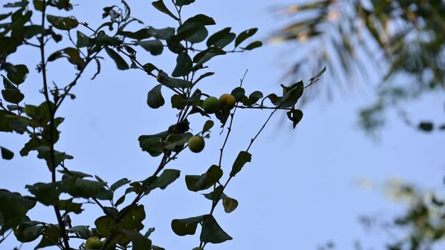 Ziziphus mauritiana fruits on thetree. Its common names &nbsp;Indian jujube, Indian plum, Chinese date, Chinee apple, ber and&nbsp;dunks. This is a&nbsp;tropical&nbsp;fruit tree species belonging to the family&nbsp;Rhamnaceae