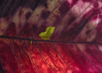 Living Leaves