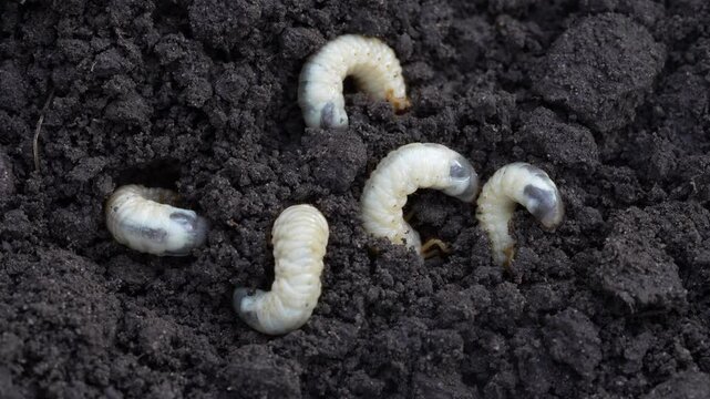 White cockchafer larvae on the ground, close up. Its other names Melolontha melolontha, white grub, Cockchafer beetle, may bug worm and may beetle. It is &nbsp;an insect of the order Coleoptera
