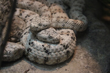 Two white snakes pythons with black and grey spots curled on top of one another, white eyes, albino. Unique perspective. Creepy. Exotic. 